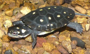 斑点池龟与星点龟区别