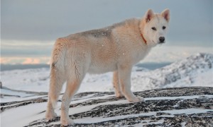 养格陵兰犬注意事项