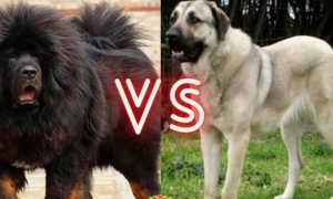 藏獒vs坎高犬，谁才是大型猛犬的战力天花板呢？