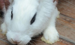 侏儒海棠兔饲养方法-海棠兔知识