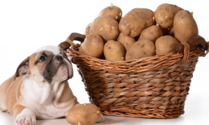 狗狗可以吃土豆吗