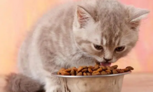 猫咪一天吃多少猫粮