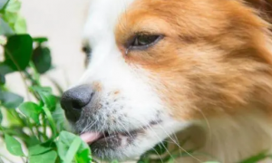 狗狗可以吃豌豆吗