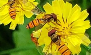 蜜蜂的特点都有什么