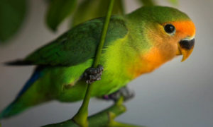 绿金顶牡丹鹦鹉品种介绍及参考价格