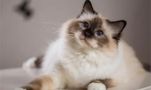 猫咪界有6种最记仇的猫，看看你家的猫上榜了吗？