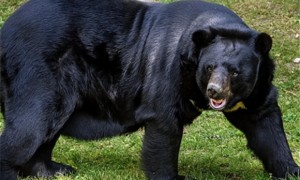 黑熊怕棕熊吗