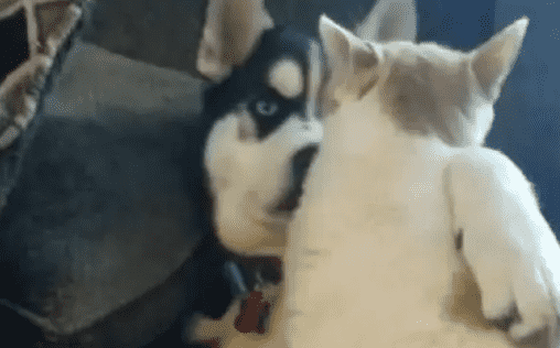 哈士奇救了一只流浪猫，随后过上了你侬我侬的幸福生活，羡煞旁人