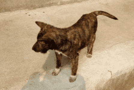 塞式猎犬的性格外貌特征