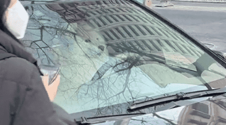 萨摩耶坐在汽车驾驶位上,引起一群人在前面拍照,好像社恐的我! 萨摩耶坐在汽车驾驶位上,引起一群人在前面拍照,好像社恐的我!