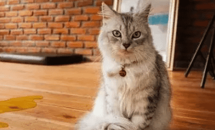 公猫突然随便尿怎么办