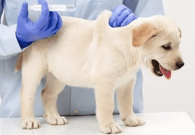 狗狗疫苗断了一年需要重打吗