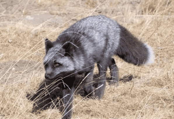 一文告诉你，玄狐好养吗？