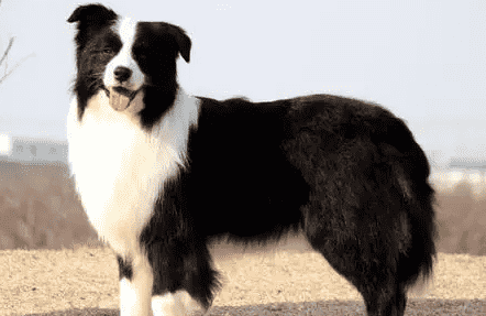 边牧与蝴蝶犬的区别，本文告诉你~