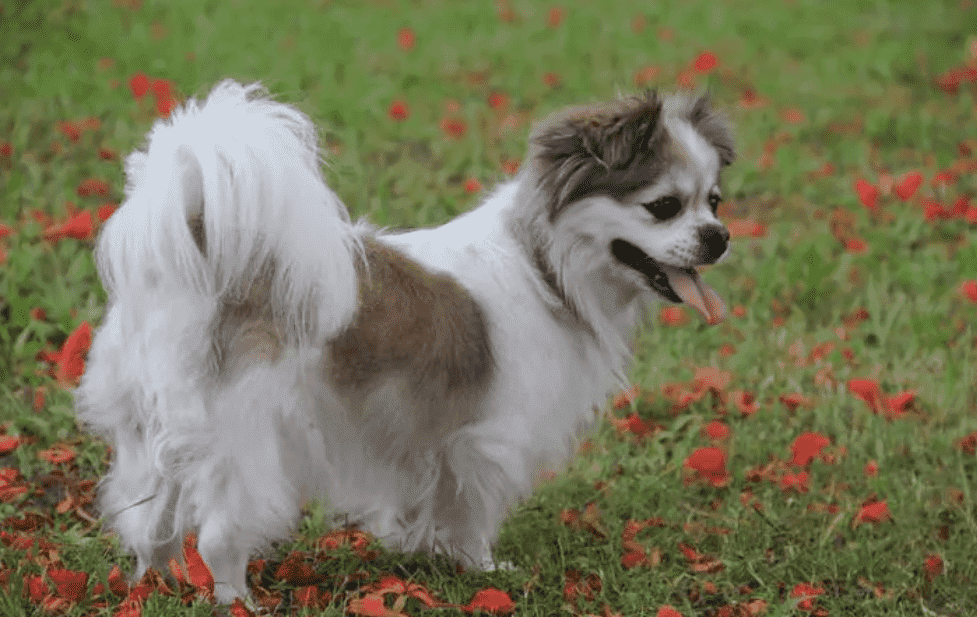 蝴蝶犬优缺点分析， 快来get一下