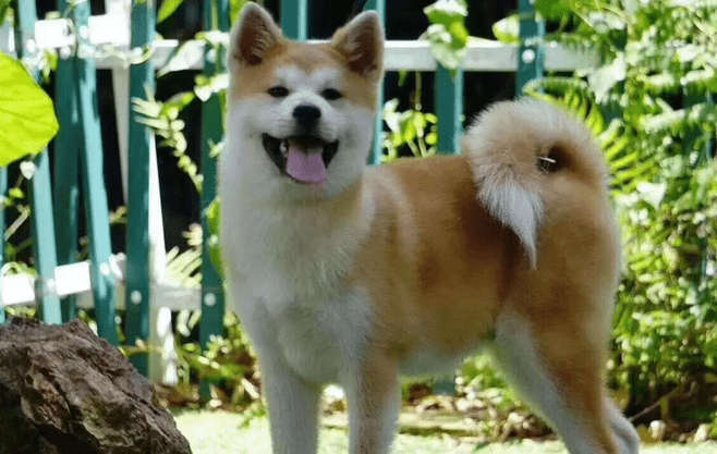 想养秋田犬？先来了解下它是哪个国家的品种吧~