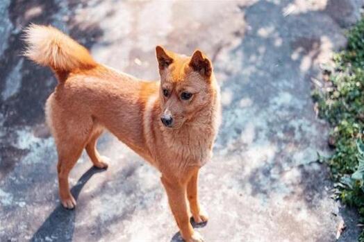 年幼的串串狗和中华田园犬怎么分别，原来这么简单~