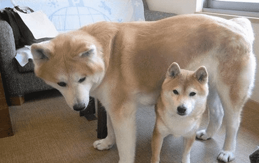 柴犬和秋田犬哪个好养？这篇文章带你来看看