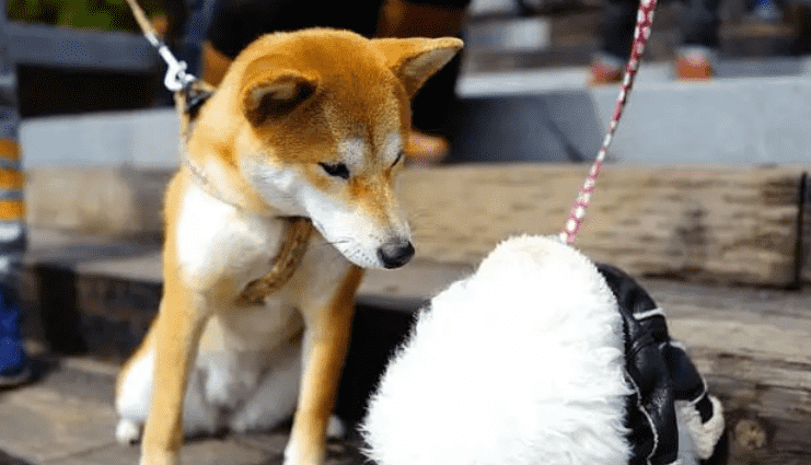 想知道柴犬VS秋田犬，到底哪个更忠诚吗？