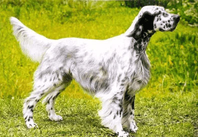 英国雪达犬泪痕怎么消除?看看这五个方法吧 英国雪达犬泪痕怎么消除?看看这五个方法吧