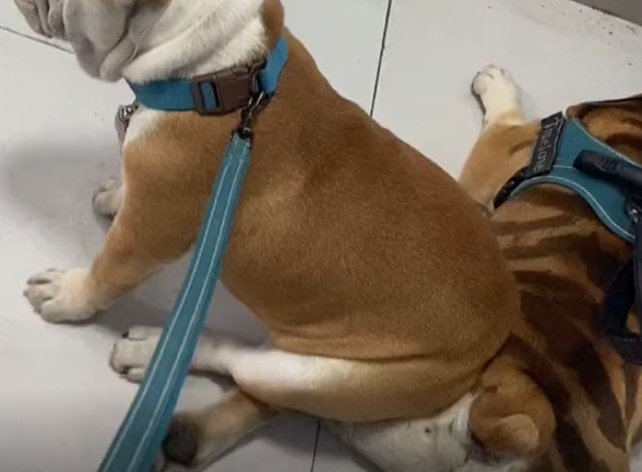 两只狗狗秀恩爱，堂堂花臂大佬，居然被老婆当坐垫