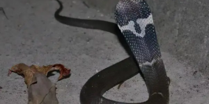 眼镜蛇是保护动物吗