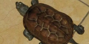 几厘米乌龟是亚成龟