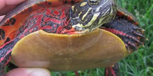 红腹锦龟能长多大