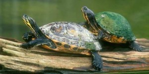「宠物知识」怎么分辨乌龟是雄是雌？