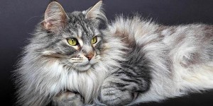 缅因猫有哪些品种和特征 缅因猫知识大全