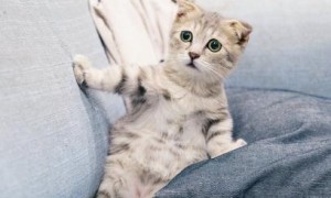 猫为什么会发出呼噜呼噜声 猫打呼的原因