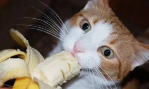 小猫可以吃香蕉吗