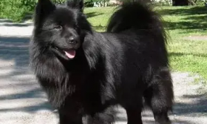 黑色的狗狗品种