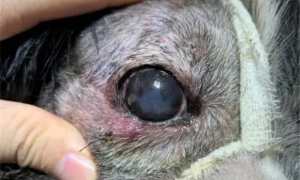 狗眼皮上面长了个小肿瘤