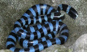 中国蓝色的蛇