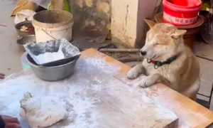 主人给狗狗做长寿面吃，它被弄了一身的面粉！狗：也不是非吃不可