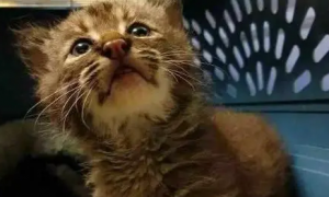 国外网友捡到只小奶猫，带猫检查时，被宠物医生告知不是猫