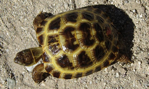 扁平陆龟能养吗