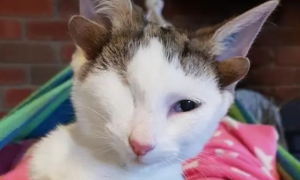 4只耳朵的“独眼猫”，遇到对的人被收养：我要养它一辈子