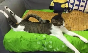 网友晒自家“一米八大长腿”的猫咪，却遭众人吐槽：这猫不正经啊