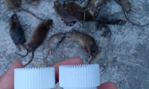 老鼠吃了老鼠药多久见效