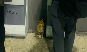 在火车站捡到只流浪狗，疑似被旅客遗弃，刚找到领养人又发生意外