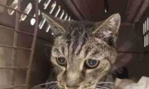 12岁老猫丢失7年后被找回，再见到主人时，猫咪的反应感动哭