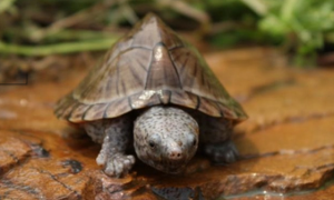 刀背麝香龟是保护动物吗