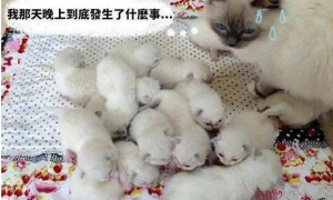 母猫一胎生下十六只小猫，每到喂奶时，那场面跟打架似的，太刺激