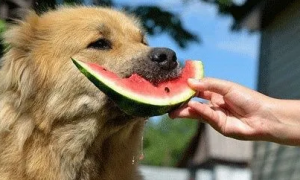 狗能不能吃西瓜