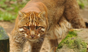 婆罗洲金猫是危险的动物