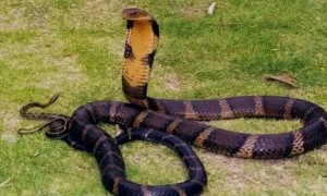 眼镜王蛇被其他毒蛇咬到会死吗