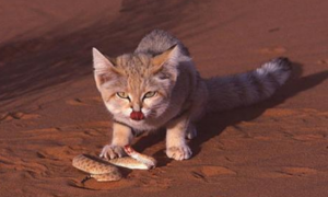 真是毒蛇克星？沙漠猫捕蛇成功率达80%，凭借吃毒蛇能30天不喝水
