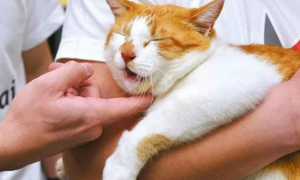 日本一只橘猫因为妨碍公务，被人举报后逮捕